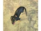 Coco Dachshund Puppy Female