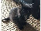Lunchbox Domestic Longhair Kitten Male