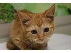 Melon Domestic Shorthair Kitten Female