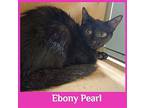 EBONY PEARL Domestic Shorthair Kitten Female