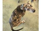 Bailey Catahoula Leopard Dog Young Female