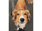 Cooper English Shepherd Senior Male