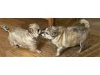 BRONKA in CT Cairn Terrier Senior Female
