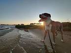 Zoey 2 American Pit Bull Terrier Adult Female