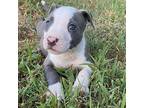 Bunny Yellow American Pit Bull Terrier Puppy Female