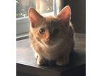 Captain Crunch Domestic Shorthair Kitten Male
