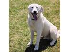 Arlo Great Pyrenees Young Male