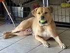Dolly Labrador Retriever Adult Female