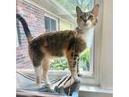 Lily American Shorthair Young Female