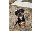 Boba, Doberman Pinscher For Adoption In San Antonio, Texas