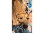 Angel, American Pit Bull Terrier For Adoption In Pelion, South Carolina