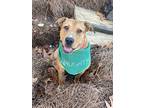 Esme, American Pit Bull Terrier For Adoption In Pelion, South Carolina