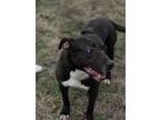 Mary, Labrador Retriever For Adoption In Gilmer, Texas