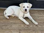 Ranger Puppy Male