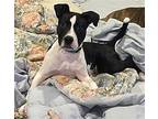 Kane, American Pit Bull Terrier For Adoption In Gates Mills, Ohio