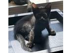 Frito Domestic Shorthair Kitten Male