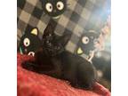 Alfie Domestic Mediumhair Kitten Male