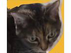 Little Bit, Maine Coon For Adoption In Lake Waynoka, Ohio