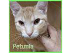 PETUNIA Domestic Shorthair Kitten Female