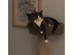 Gracie Iii, Russian Blue For Adoption In Lake Waynoka, Ohio
