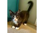 Cary Grant (Marcel) Domestic Mediumhair Kitten Male