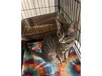 Nipper Domestic Shorthair Kitten Female