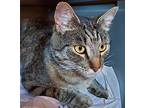 Zara, Maine Coon For Adoption In Lake Waynoka, Ohio