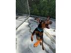 Adopt Dexter a Miniature Pinscher