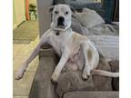 Halo American Bulldog Adult Female