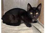 Maeve Domestic Shorthair Kitten Female