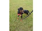 Adopt Ham a Labrador Retriever, Mixed Breed