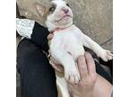Ducky Pink American Pit Bull Terrier Puppy Female