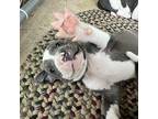 Bear Black American Pit Bull Terrier Puppy Male