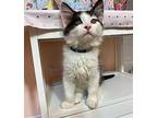 KITTEN DAPPER DAN Domestic Shorthair Kitten Male