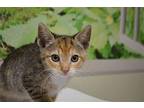 Augustine Domestic Shorthair Kitten Female