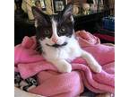 Lucky Charms Domestic Shorthair Kitten Female