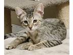 Kitten Scooter, Domestic Shorthair For Adoption In Seal Beach, California