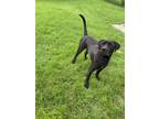 Adopt Dexter a Labrador Retriever, Mixed Breed