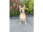 Adopt Levi a Akita, Mixed Breed