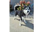 Adopt Oden a Siberian Husky, Mixed Breed