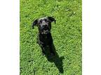 Daffodil Labrador Retriever Adult Female