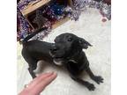 Greggy Labrador Retriever Young Male