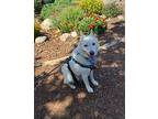 Parker American Eskimo Dog Adult Male