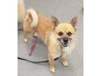 Kiko * Bonded With Zumi * Pomeranian Adult Male