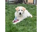 Adopt Logan (fka Rhymes) D12486 a Great Pyrenees