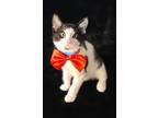Sky, Domestic Shorthair For Adoption In Miami, Oklahoma