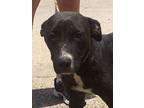 Laverne, Labrador Retriever For Adoption In Slidell, Louisiana