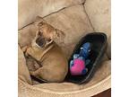 Alto, Fox Terrier (toy) For Adoption In Shadow Hills, California