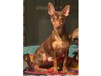 Luidgy, Miniature Pinscher For Adoption In Shadow Hills, California