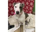 Deedra, American Pit Bull Terrier For Adoption In Wickenburg, Arizona